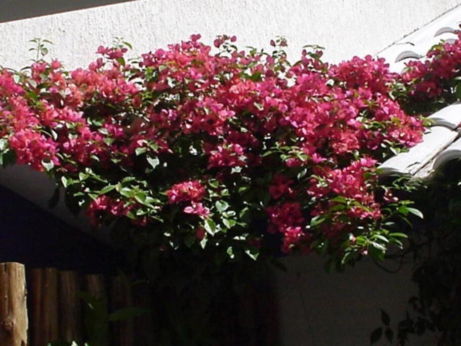 Morada Das Flores Πόρτο Αλέγκρε Εξωτερικό φωτογραφία